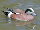 American Wigeon (WWT Slimbridge May 2013) - pic by Nigel Key